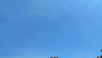 Clear blue sky with a few treetops visible along the bottom edge of the image.